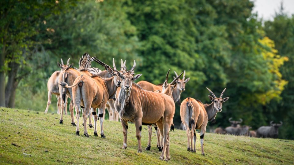 Africké a Lví safari se otevírají. Čekají vás stovky afrických zvířat i večerní vyjížďky