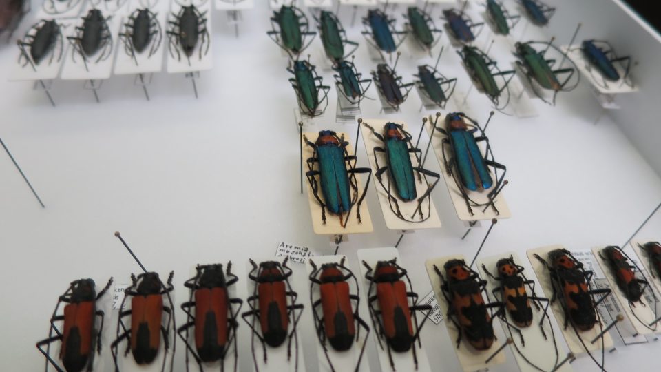 Entomolog Vladimír Kubík se svou unikátní sbírkou ve studiu Českého rozhlasu Hradec Králové