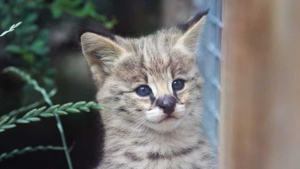 Dvorský safari park se chlubí novými mláďaty servalů