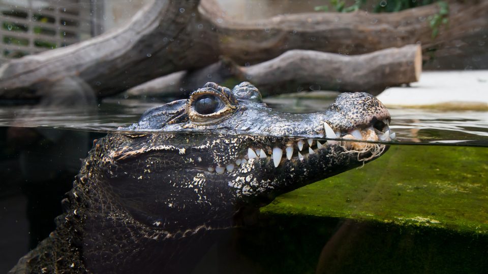 Krokodýl čelnatý v Safari Parku Dvůr Králové
