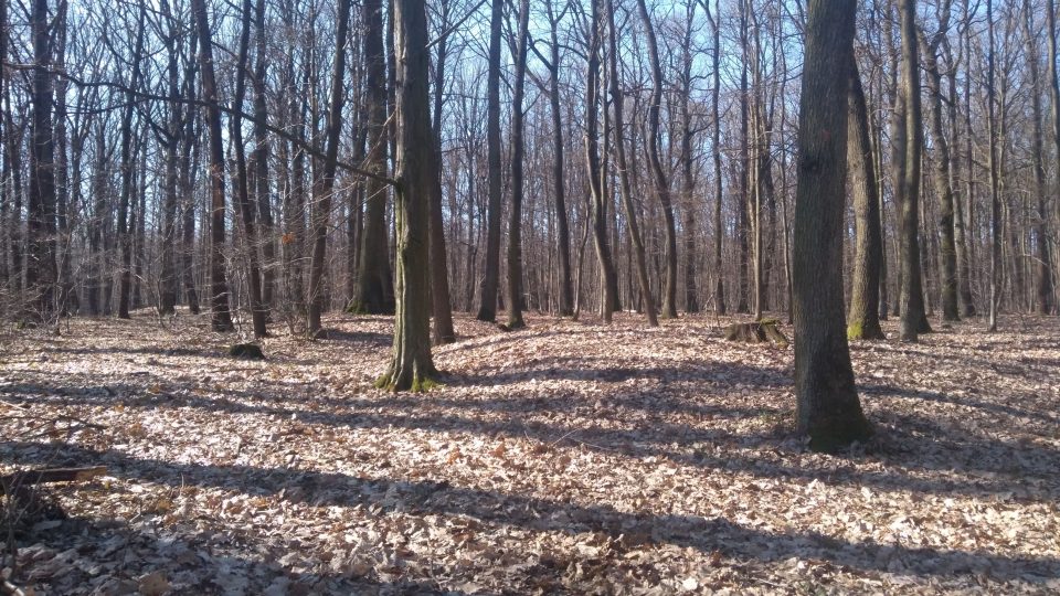 Skupina slovanských mohyl (mohylník) v lese u Bašnic (okr. Jičín) | foto: Muzeum východních Čech Hradec Králové Skupina slovanských mohyl (mohylník) v lese u Bašnic (okr. Jičín)