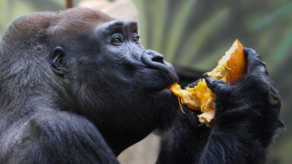Gorilí samec Tadao si pochutnává na připravených pochoutkách