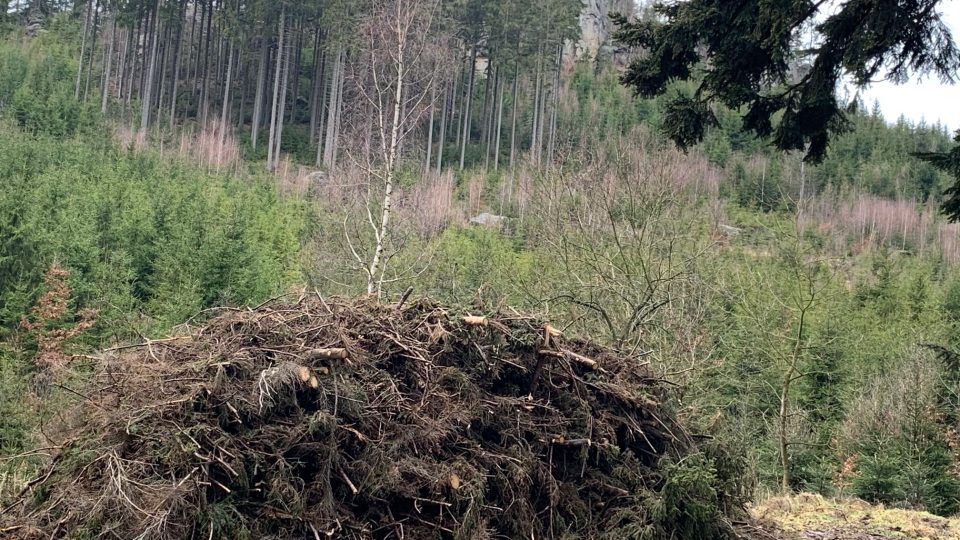 Stolová hora Ostaš v Broumovské vrchovině přijde kvůli kůrovci o podstatnou část svých stromů