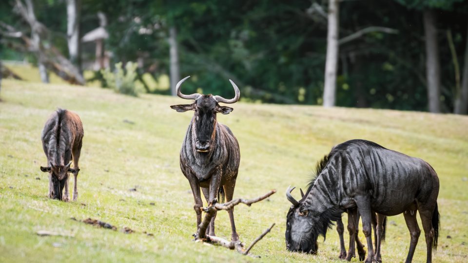 Mezi africká zvířata autem. Volnými výběhy bezpečně projedete v osobním autě nebo v safaribusu