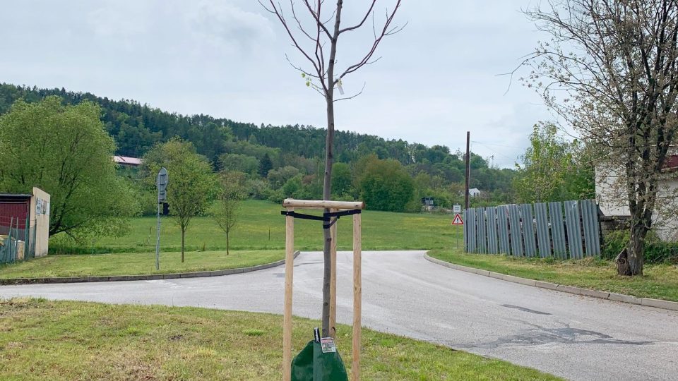 Speciální vaky budou přes léto chránit před suchem vybrané stromy ve Dvoře Králové nad Labem