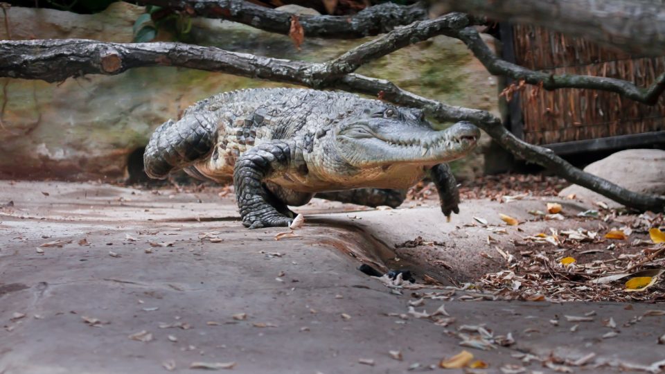 Stěhování krokodýla štítnatého v Safari Parku Dvůr Králové