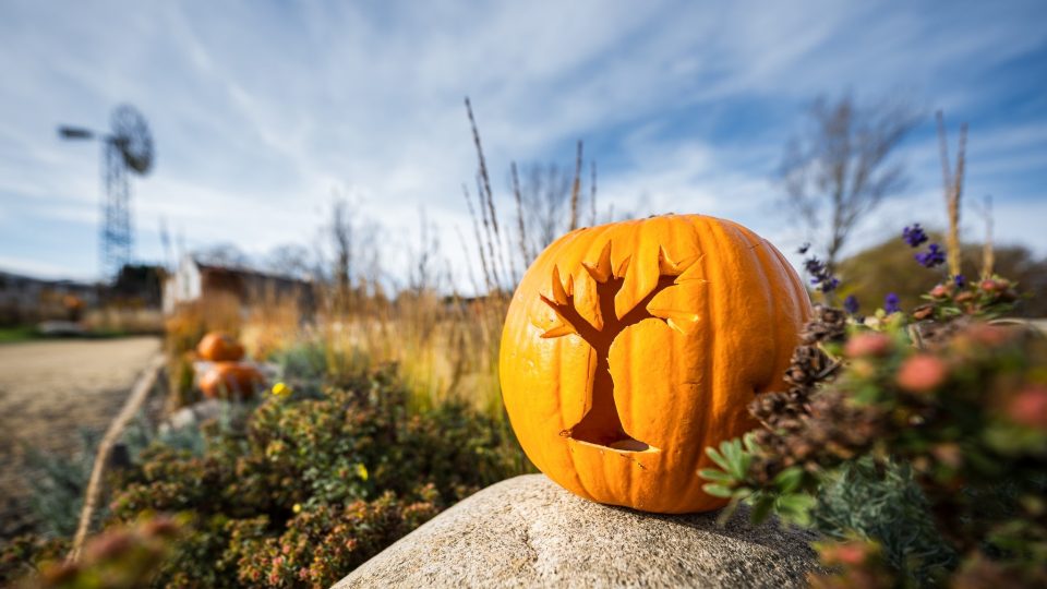 Týden duchů ve dvorském safari parku! Výpravy do světa afrických duchů a bájí i zajímavosti o zvířatech | foto: Helena Hubáčková, Safari Park Dvůr Králové Týden duchů ve dvorském safari parku! Výpravy do světa afrických duchů a bájí i zajímavosti o zvířatech