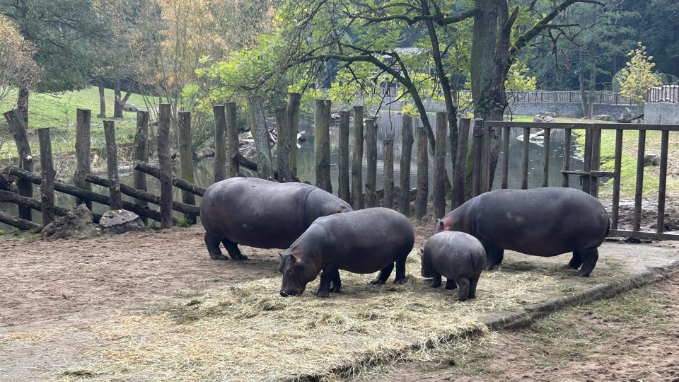 Hroši se ve dvorském safari parku stěhovali do svého zimoviště