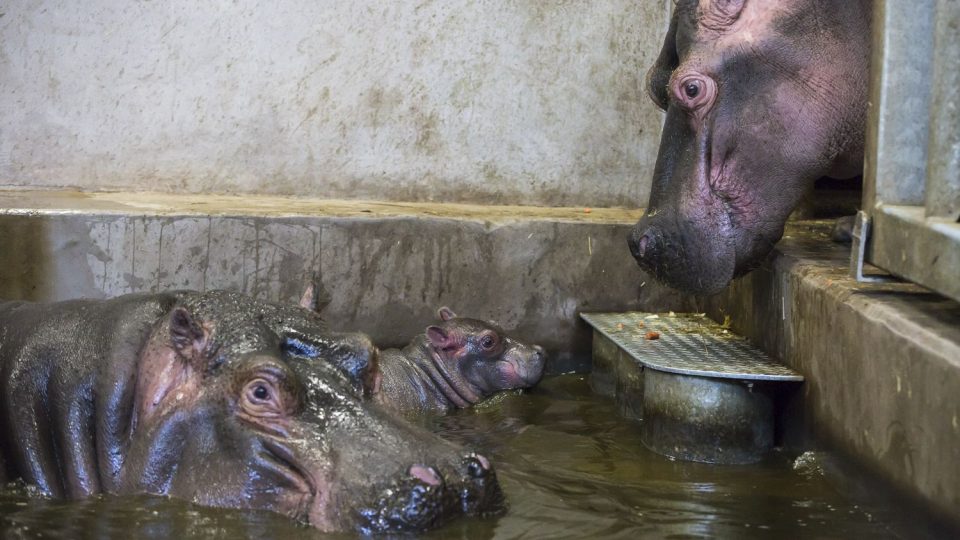 V královédvorském safari parku se narodilo mládě hrocha