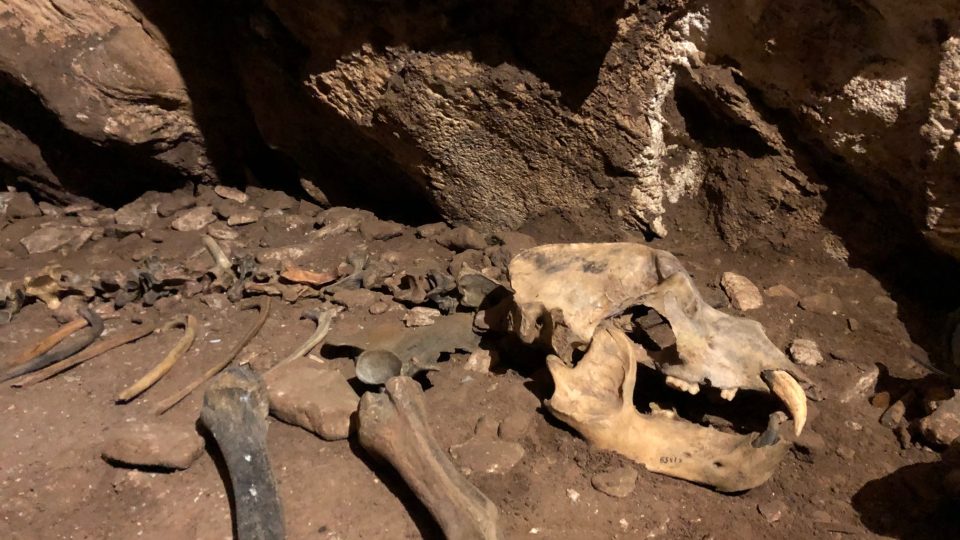 Jeskynní medvěd dal podzemí u Kletna jméno