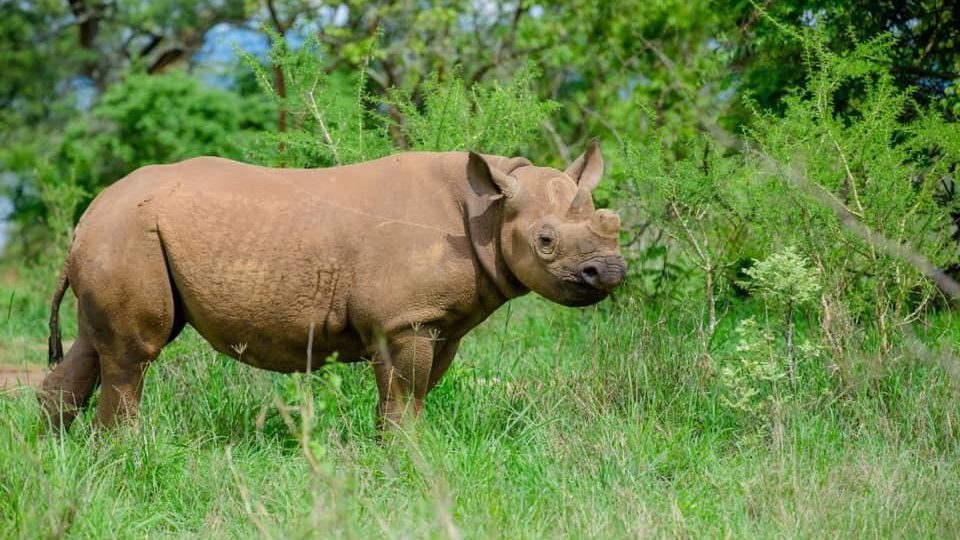 První nosorožci ze Dvora Králové byli ve Rwandě vypuštěni do volné přírody