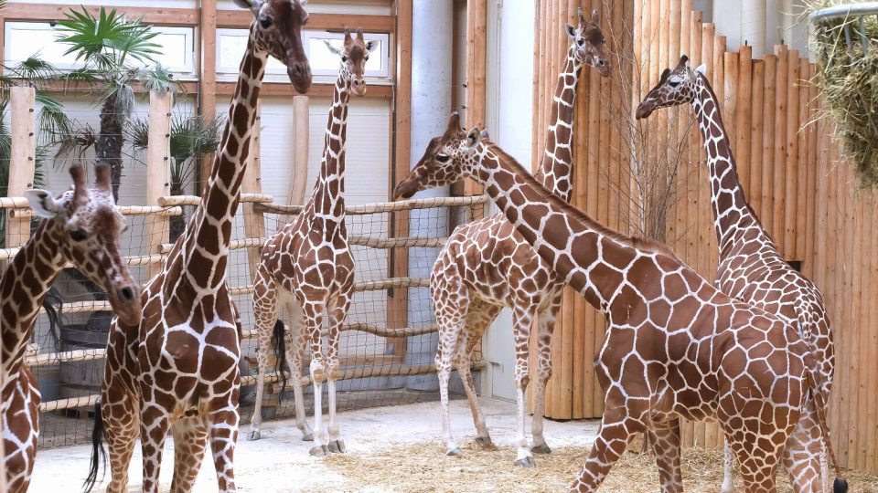 Žirafa síťovaná v Safari Parku Dvůr Králové