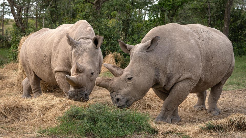 Fatu a Nájin ve výběhu v keňské rezervaci Ol Pejeta