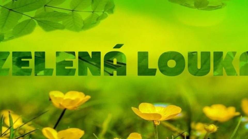 „Zelená louka" je symbol prostoru plného květů a bylin a zároveň symbol čistého, prázdného prostoru, kde se buduje a tvoří