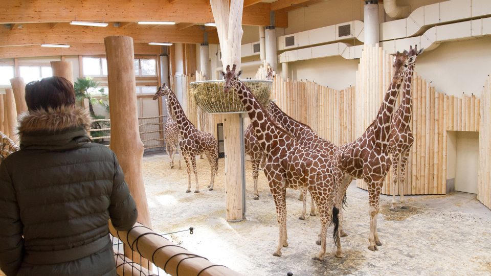 Zimní expozice žiraf v Safari Parku Dvůr Králové