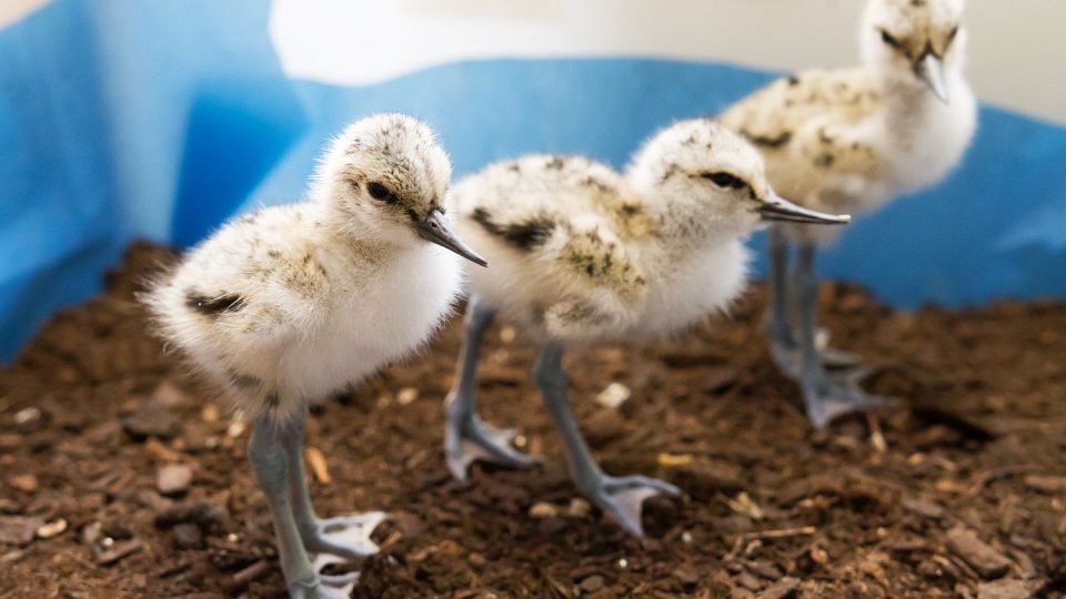 Babyboom vtrhl do nové expozice madagaskarského pohoří Makay v pavilonu Ptačí svět v Safari Parku Dvůr Králové - tenkozobec opačný