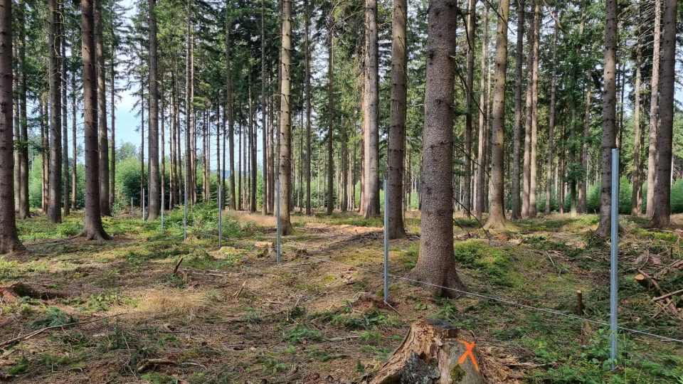 Při návštěvě lesa snad každý zaregistroval oplocená místa. Proč k této ochraně lesníci přistupují?