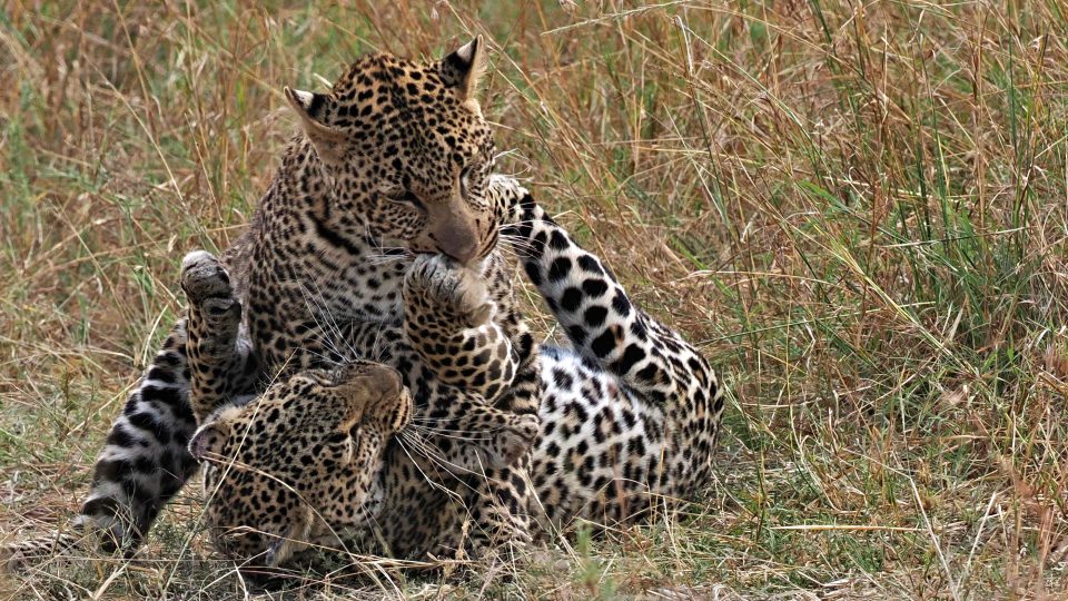 Svět zvířat objektivem Jiřího Kolbaby