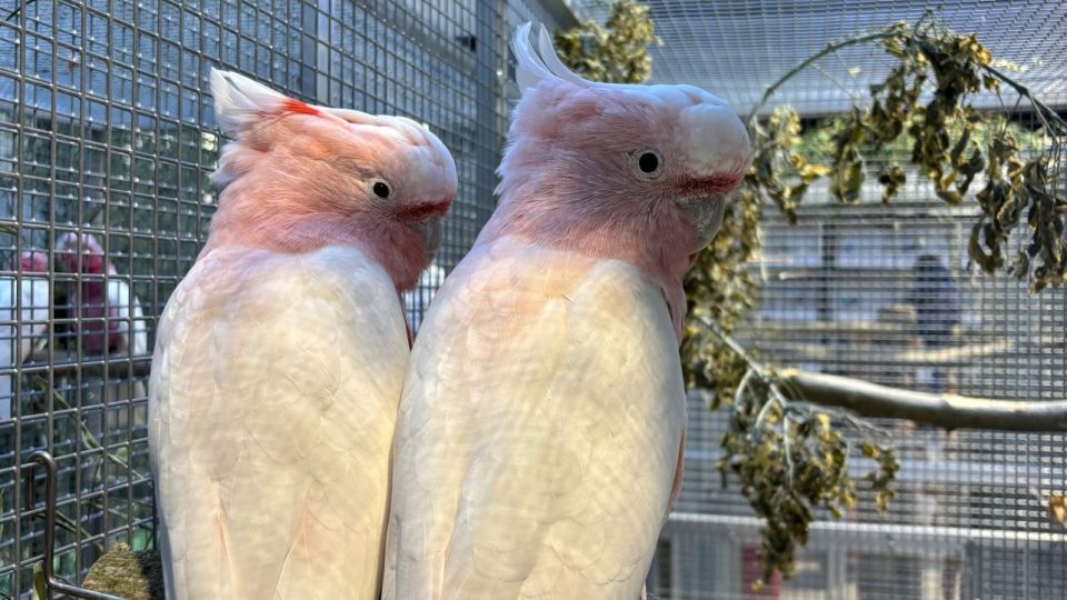 Výstava exotického ptactva se konala v Hradci Králové