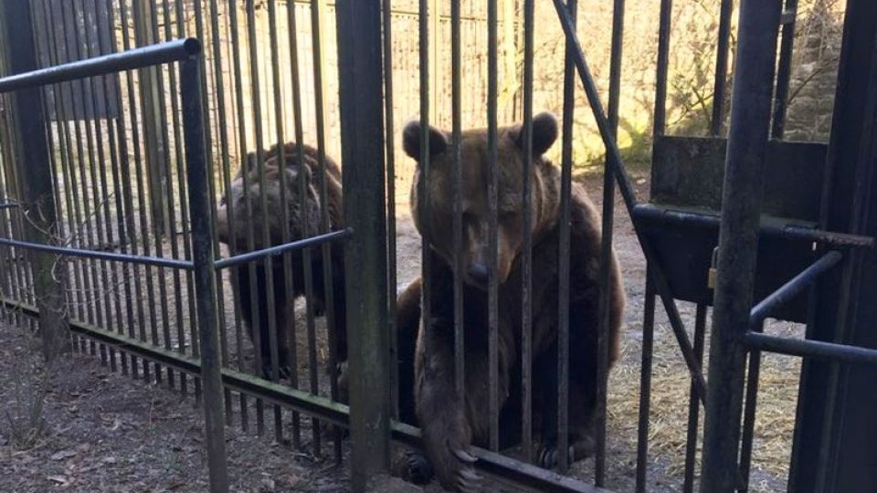 Náchodští medvědi se probudili ze zimního spánku