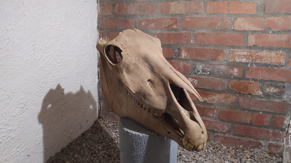 Plzeňské historické podzemí - lebka koně