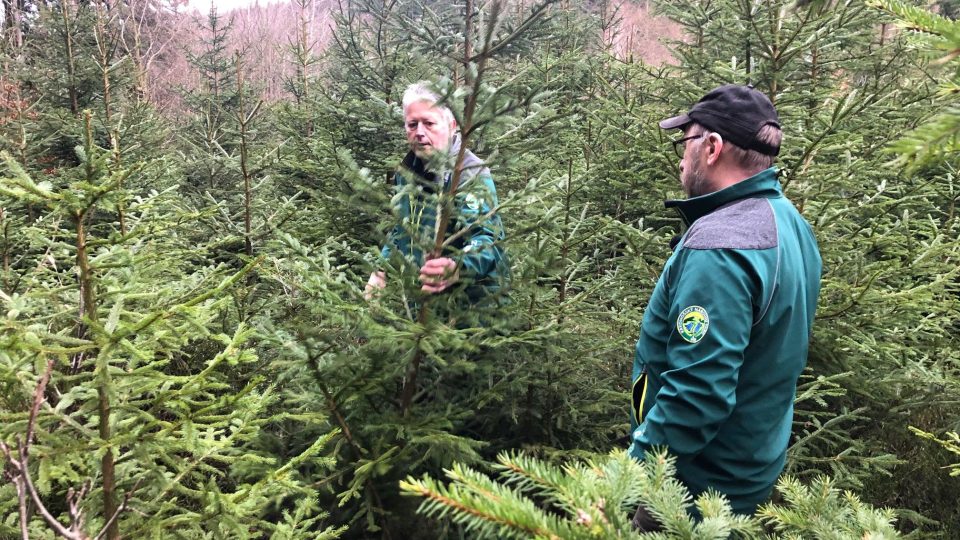 Lesníci vyřezali v Krkonoších vánoční ekostromečky