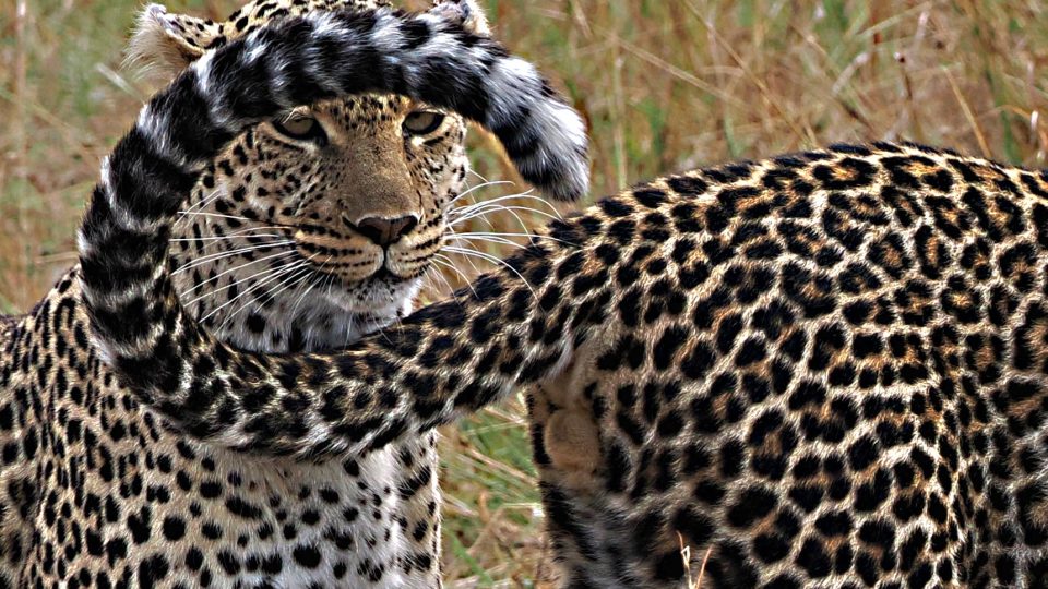 Svět zvířat objektivem Jiřího Kolbaby