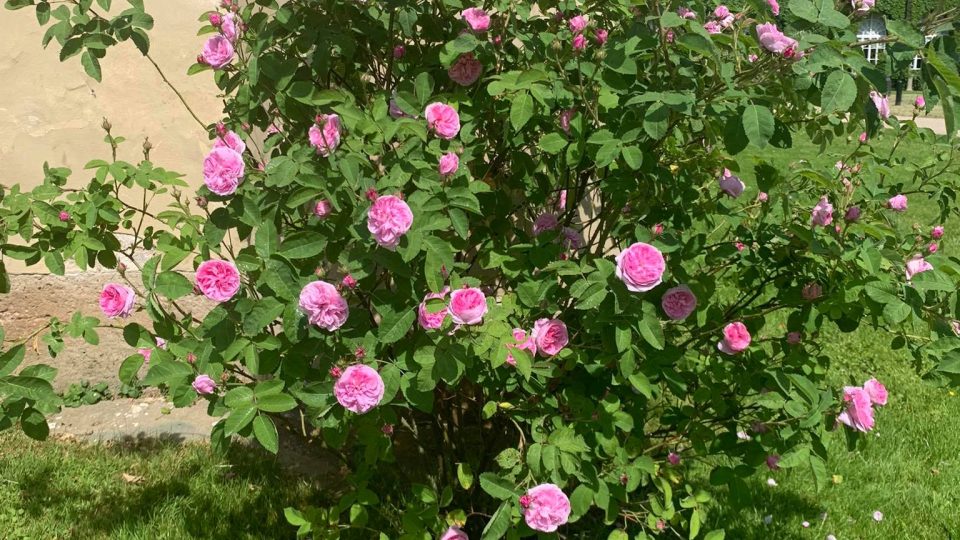 Stovky růží kvetou v legendárním rozáriu v zahradách zámku v Častolovicích