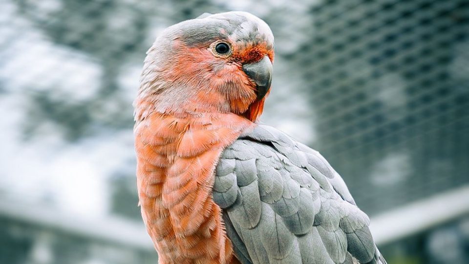 Orni Park Jaroměř představuje zájemcům opeřence celé planety - růžový kakadu