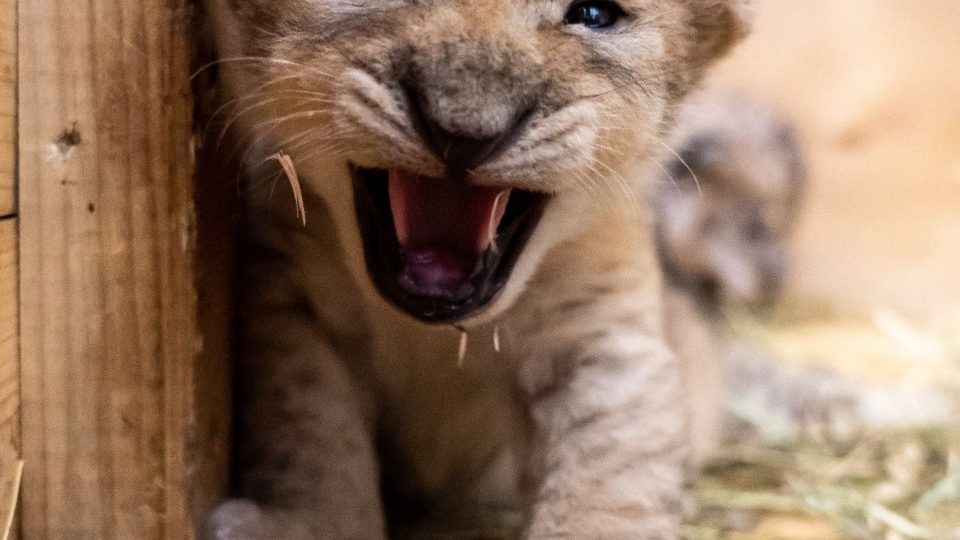 Preventivní prohlídka lvíčat v Safari Parku Dvůr Králové nad Labem