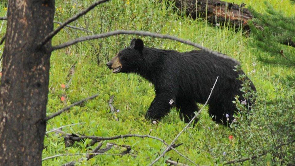 Medvěd baribal, zvaný také medvěd černý, má svůj přirozený domov v Severní Americe
