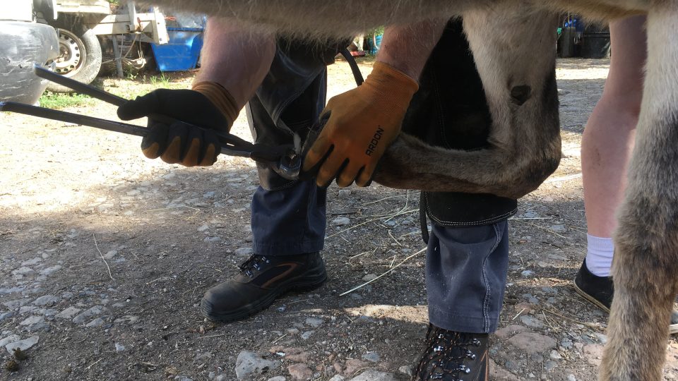 Koně a oslíci na farmě Dubno už Ondřeje Baudyše znají, v klidu tedy postojí a nechají se ošetřit