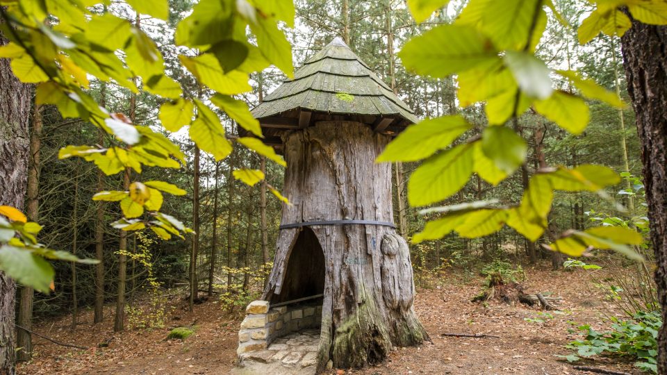 Krytý dub v hradeckých městských lesích
