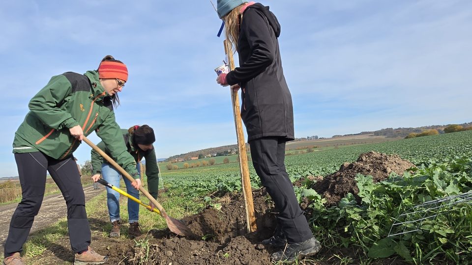 Sázení stromů | foto: Vladislava Wildová, Český rozhlas Sázení stromů