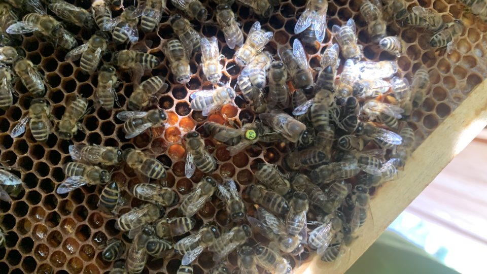 Začala sezóna medobraní. A podle oslovených včelařů bude úspěšná, medu má být letos dostatek
