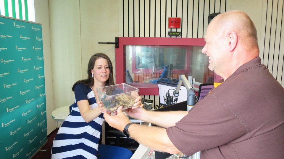 Herpetolog Roman Rozínek přinesl Pavle Kindernayové do rozhlasového studia ukázat černou zmiji