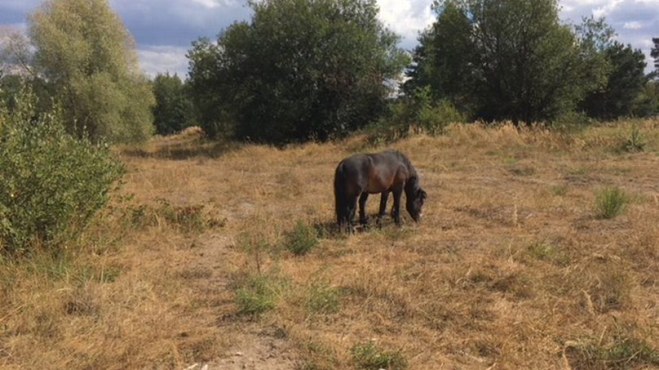 Ochranáři si pobyt exmoorských poníků Na Plachtě v Hradci Králové velmi pochvalují