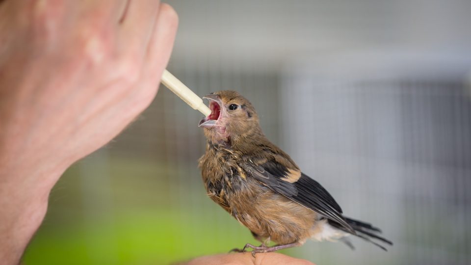 Neopeřená ptáčata je nutné pravidelně krmit pomocí stříkaček a pinzet