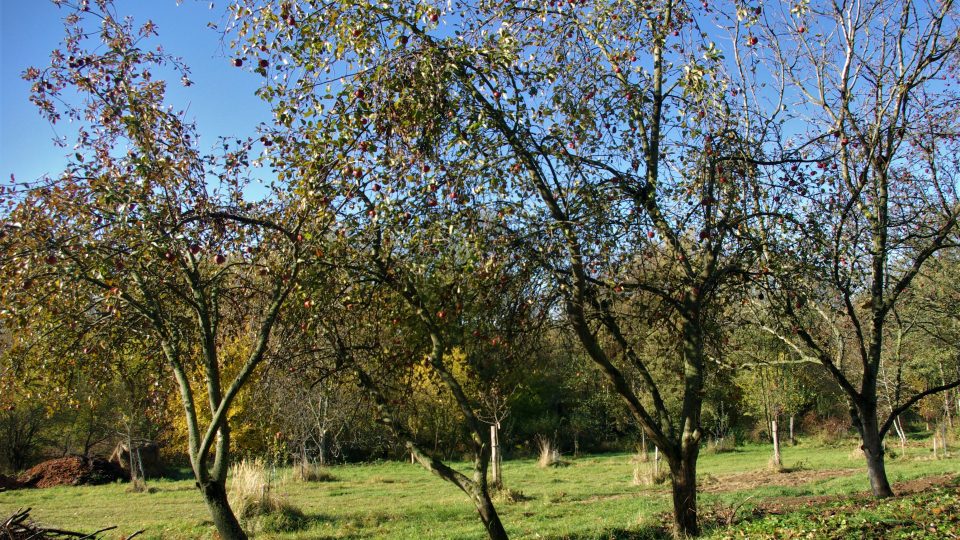 Původní sady v Cidlině zatím nabízejí spíš jablka na moštování