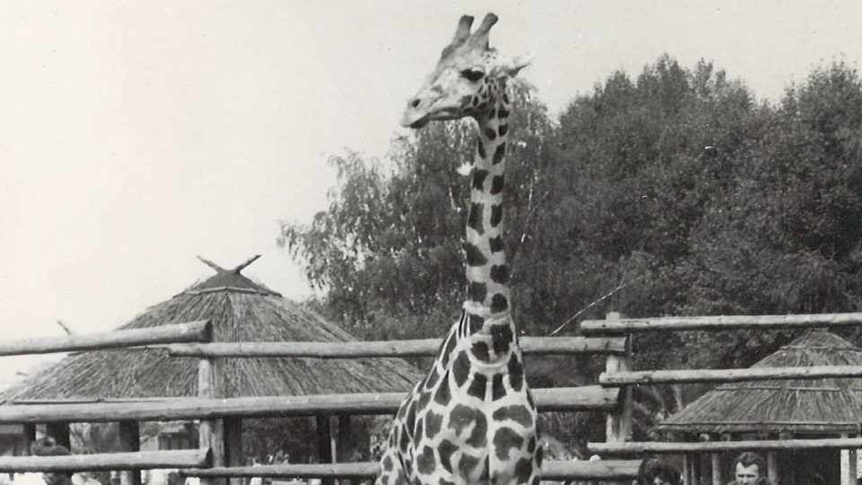 Pepík - první žirafa narozená ve Dvoře Králové nad Labem