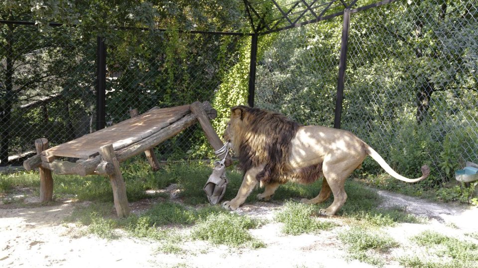 Lvíčata v Safari Parku Dvůr Králové 