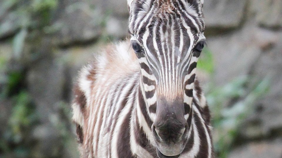 Vzácné mládě zebry bezhřívé Priscilla v Safari Parku Dvůr Králové