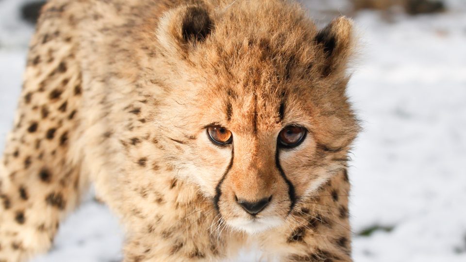 Odchov gepardů v Safari Parku Dvůr Králové je úspěšný
