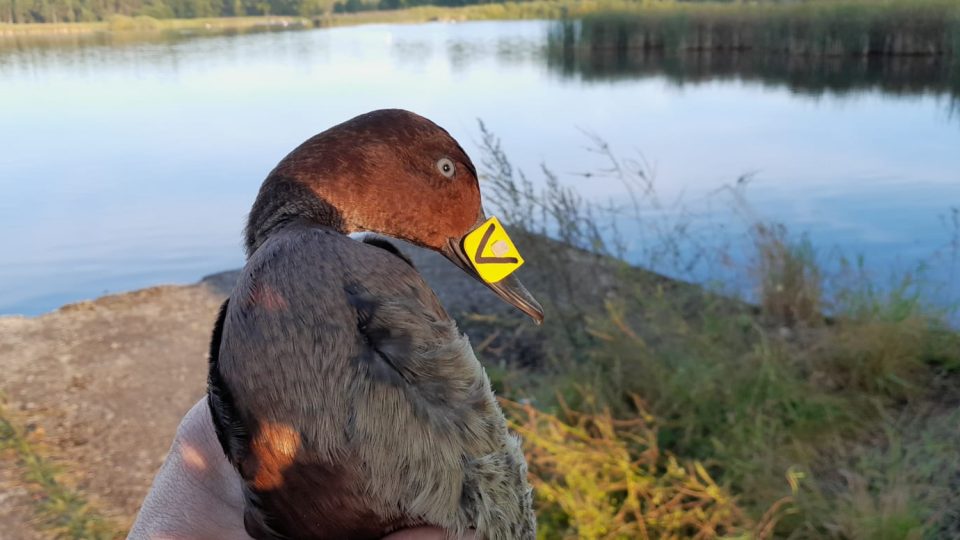 Polák malý je menší, hnědě zbarvená potápivá kachna