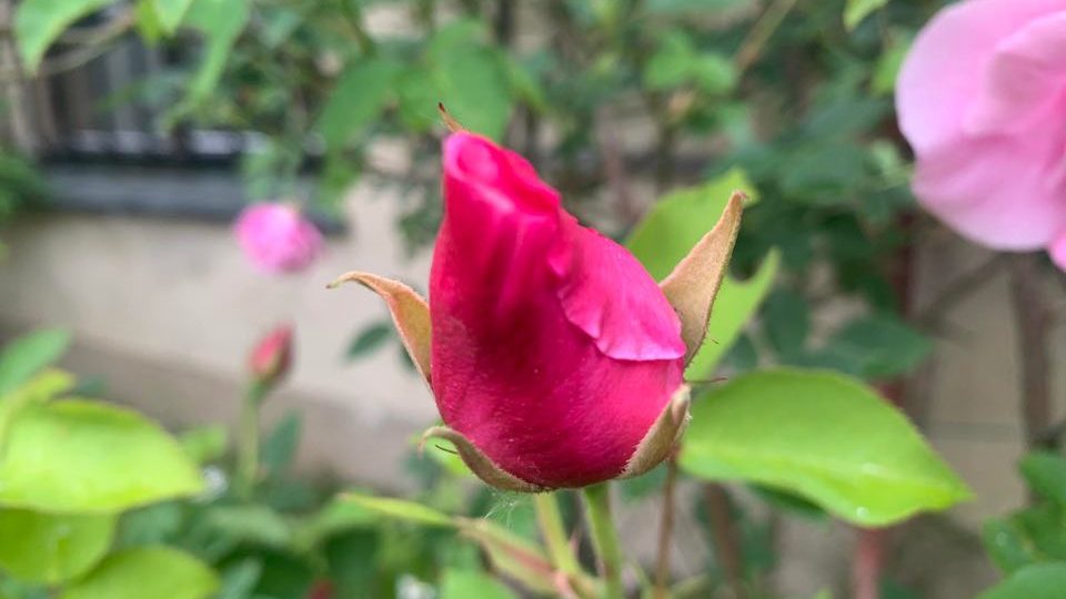 V unikátním zámeckém rozáriu v Častolovicích začaly kvést první růže