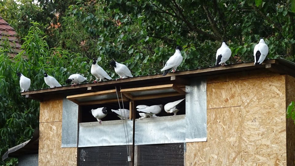 Holub sedá na nejvyšší místo v okolí holubníku