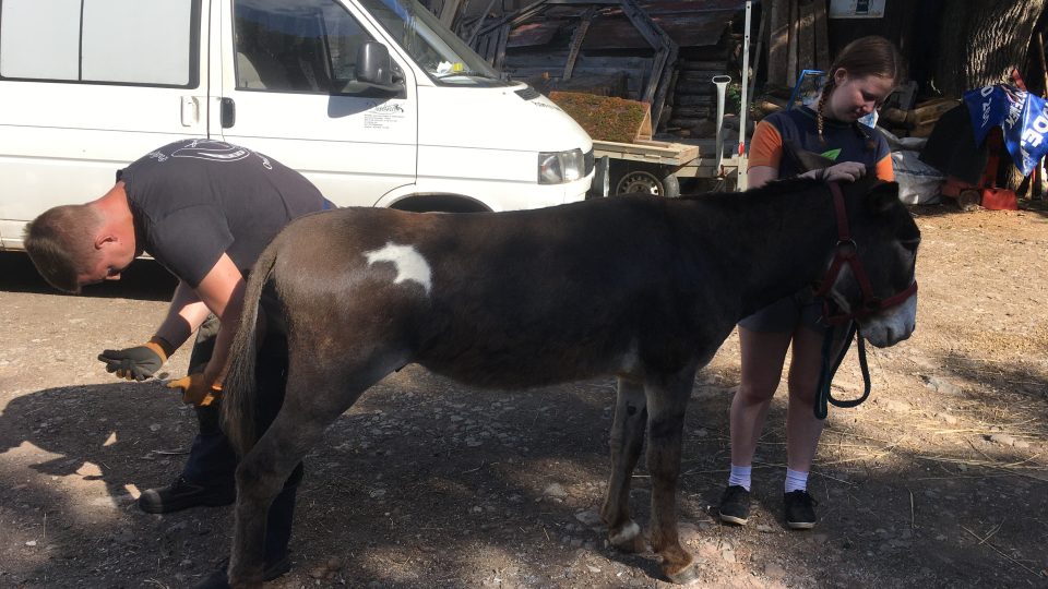 Koně a oslíci na farmě Dubno už Ondřeje Baudyše znají, v klidu tedy postojí a nechají se ošetřit