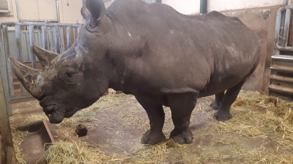 Nový nosorožec Kusini přicestoval do Safari Parku Dvůr Králové