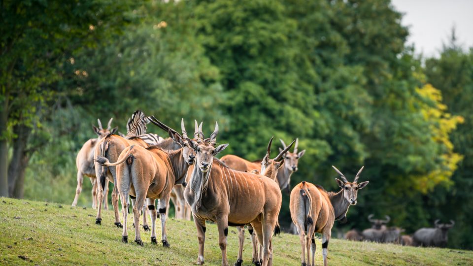 Mezi africká zvířata autem. Volnými výběhy bezpečně projedete v osobním autě nebo v safaribusu