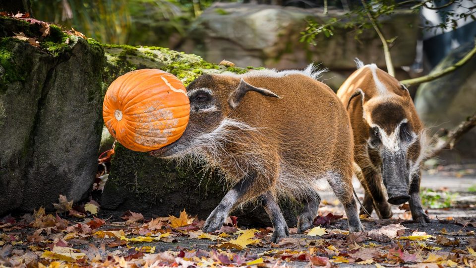 Týden duchů ve dvorském safari parku! Výpravy do světa afrických duchů a bájí i zajímavosti o zvířatech | foto: Helena Hubáčková, Safari Park Dvůr Králové Týden duchů ve dvorském safari parku! Výpravy do světa afrických duchů a bájí i zajímavosti o zvířatech